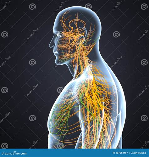 Nerven Und Lymphknoten Mit K Rper Seitenansicht Stock Abbildung