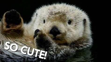 Otters Arent As Cute As You Might Think Cute Animals Cute Animals