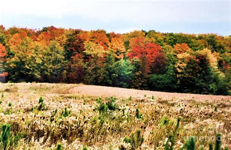 Tree Line In Fall Photograph By Marsha Heiken Pixels