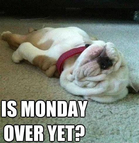 Is Monday Over Yet Funny Quotes Puppy Monday Days Of The Week Humor