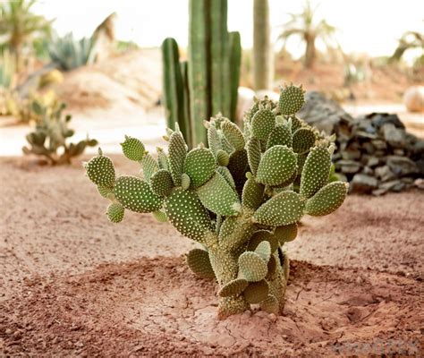 Find out how to keep them healthy and what makes them bloom year. What are the Best Tips for Cactus Care? (with pictures)