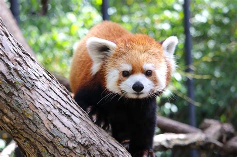 Red Panda Weekend At Assiniboine Park Zoo Chrisdca