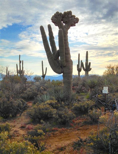 Arizona Saguaro Kaktus Kostenloses Foto Auf Pixabay Pixabay