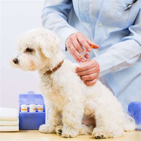 National Vaccination Awareness Month Arizona Pet Vet