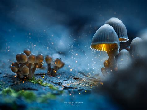 Glowing Mushrooms Juzaphoto