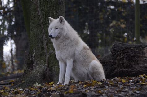 White Wolf Amazing Wolves Photo 36922877 Fanpop