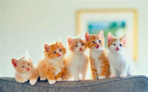 Kittens Screensavers Wallpaper 48 Images