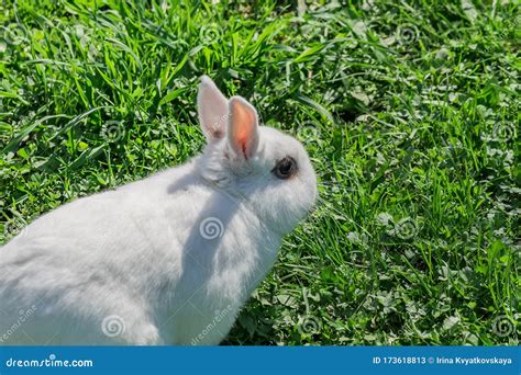 Portrait Of Little White Rabbit Sitting In The Grass Stock Image