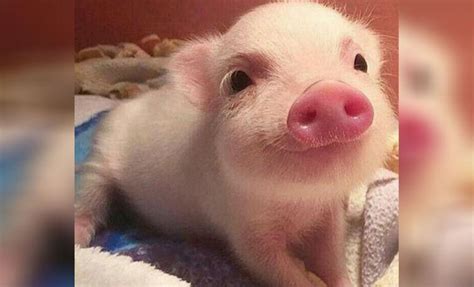 Mini Pigs 10 Cosas Que Debes Saber Sobre Estas Mascotas De10