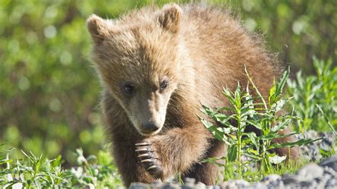 Charming Brown Bear Baby Hd Wallpapers
