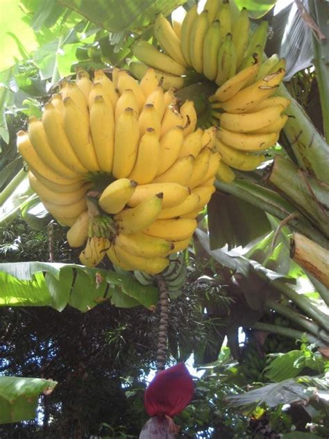 Latundan Banana Also Known As Apple Banana And Pisang Raja Sereh Is One