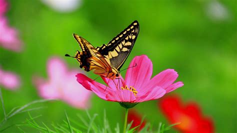Butterfly On A Pink Flower Hd Wallpaper Backiee