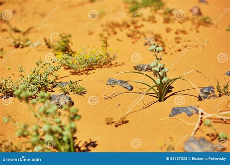 Green Plant Growing Sahara Desert Merzouga Morocco Photos Free