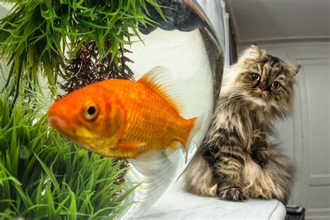 Funny Cats Cat And Goldfish