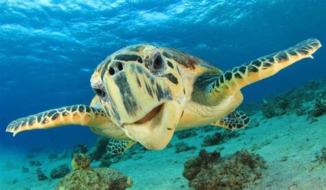 5 Endangered Ocean Animals