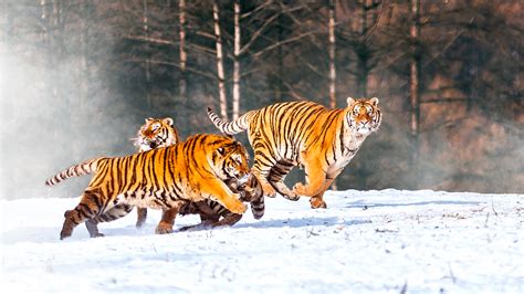 Heilongjiang Parque del Tigre Siberiano en Hailin CGTN en Español