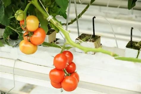 Growing Hydroponic Tomatoes An Easy Guide Grower Today