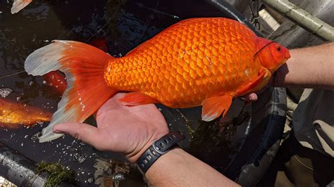 Oversized Goldfish Are Taking Over A Burnsville Lake Causing Issues