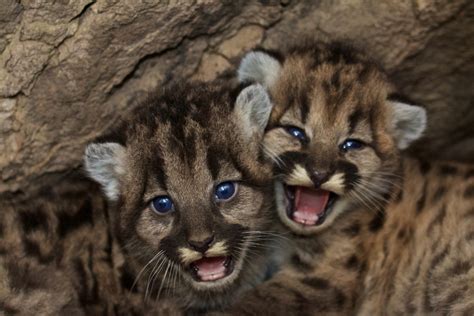 Mountain Lion Kittens Born In Santa Monica Mountains Santa Monica