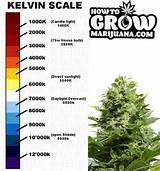 Marijuana Growth Chart Images