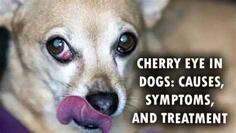Cherry Eye In Dogs Expert Insights