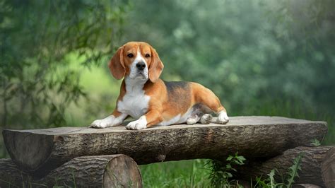 Beagles Dog Wallpaper