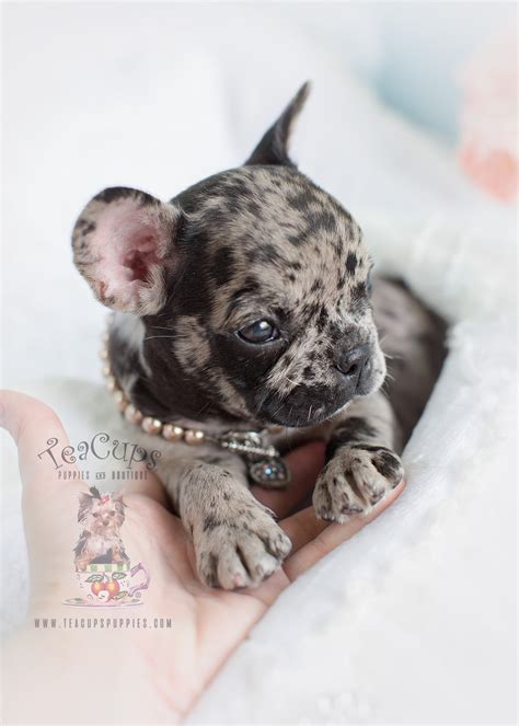 Shipped worldwide with 10 year health guarantee. Merle Frenchie for Sale at Teacups Puppies and Boutique ...
