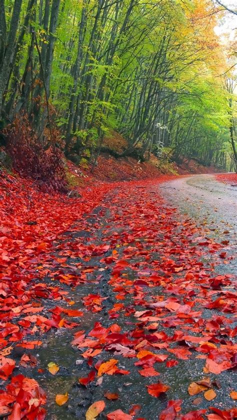Rainy Autumn Forest Iphone Wallpaper Rain Nature Images Hd 640x1136