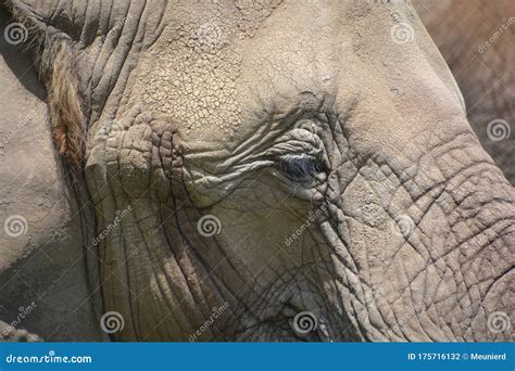 Afrikanische Elefanten Sind Elefanten Der Klasse Loxodonta Stockfoto