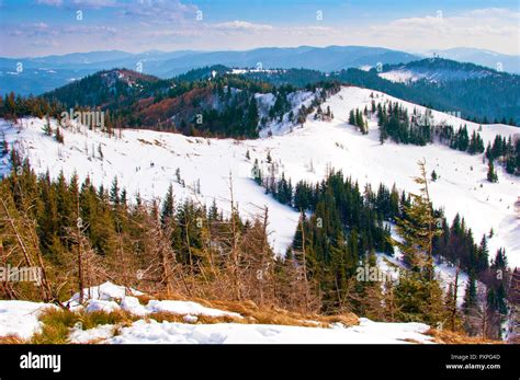 Hills Covered In Snow In The Carpathian Mountain Range Forest With