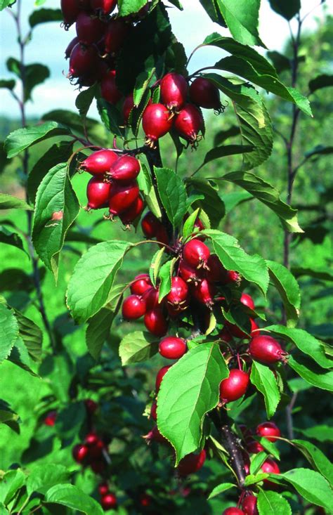 Malus Cultivars D F Trees And Shrubs Online