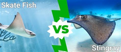 Skate Fish Vs Stingray 4 Key Differences Explained A Z Animals