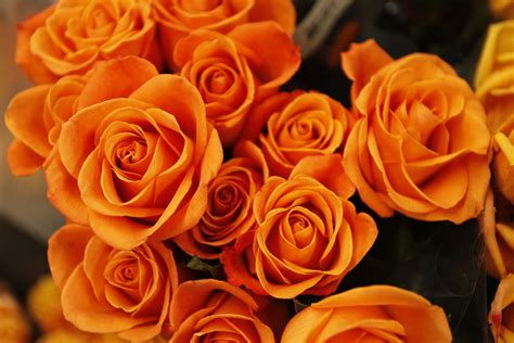 Orange Roses Desktop Wallpapers Top Free Orange Roses Desktop