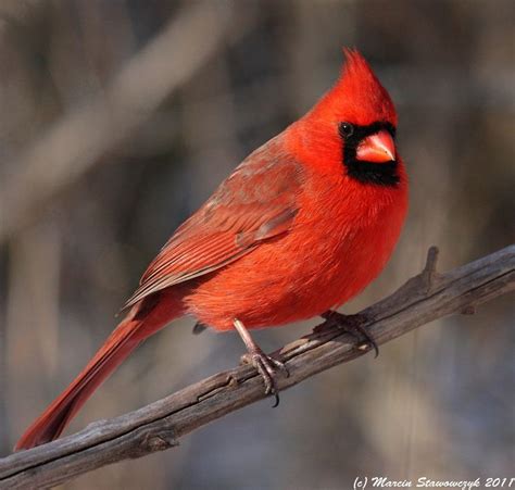 Mr Cardinal Cardinals Cardinals Northern Cardinal Cardinal Birds