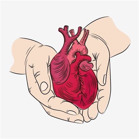 Heart Hand Draw Vector Png Images Heart And Hands Health Symbol