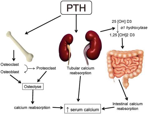 Parathyroid Glands And Hyperparathyroidism A General Overview Intechopen