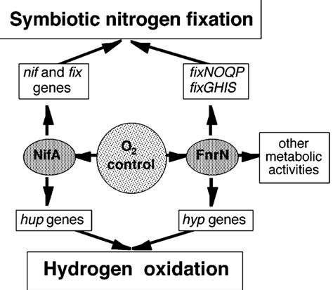 Regulation Of Hydrogen Oxidation And Nitrogen Fixation In R