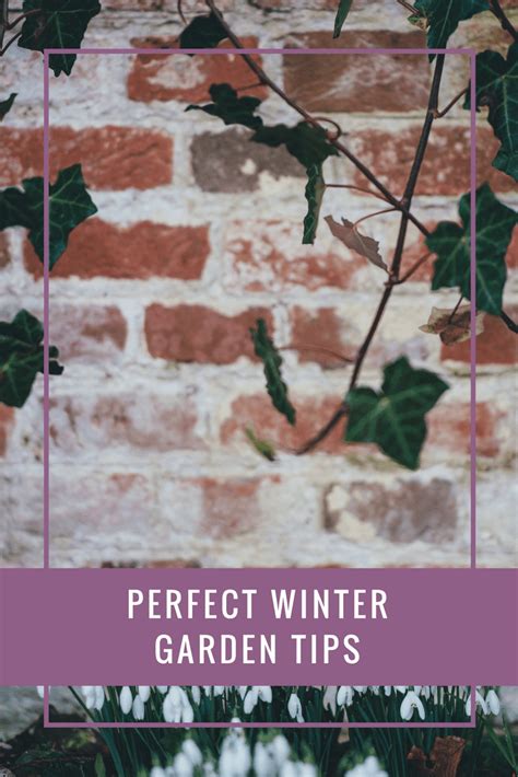 Perfect Winter Garden Tips A Few Favourite Things