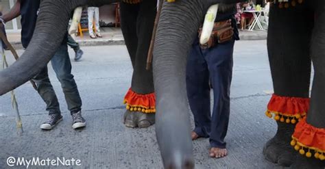 Worlds Largest Elephant Festival In 4k Surin Thailand