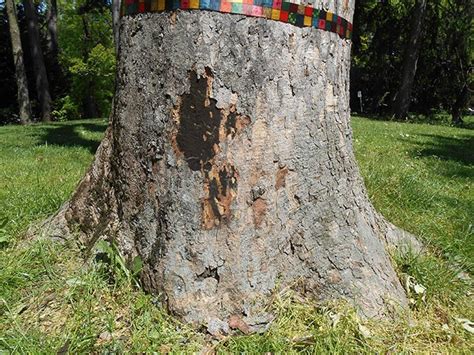 Sooty Bark Disease Of Maple Forest Pathology