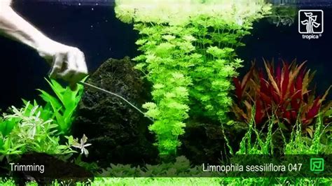 Limnophila Sessiliflora Planted Aquarium Aquascape Neon Tetra