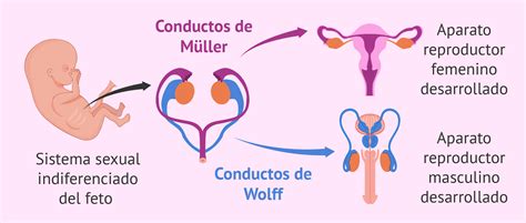 Conductos De Wolff Y Muller Pdf