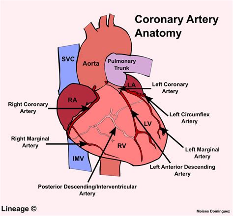 The Coronary Arteries And Veins English French Diagram Quizlet