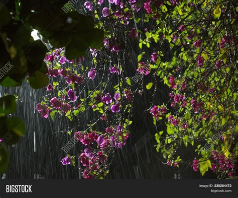 Flower Rain Beautiful Image And Photo Free Trial Bigstock