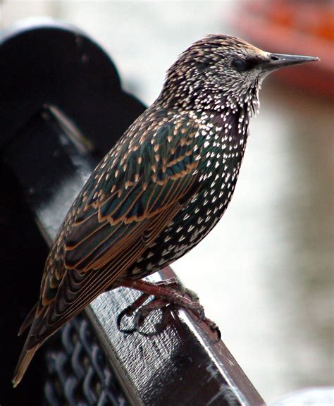 Ohio Birds And Biodiversity The Beauty Of Starlings