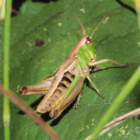 Meadow Grasshopper Chorthippus Parallelus 50 Crop 400d 12220