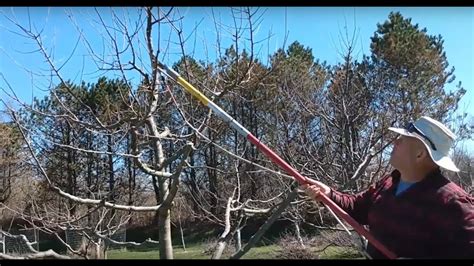 How To Prune Apple Trees With Central Leader Youtube