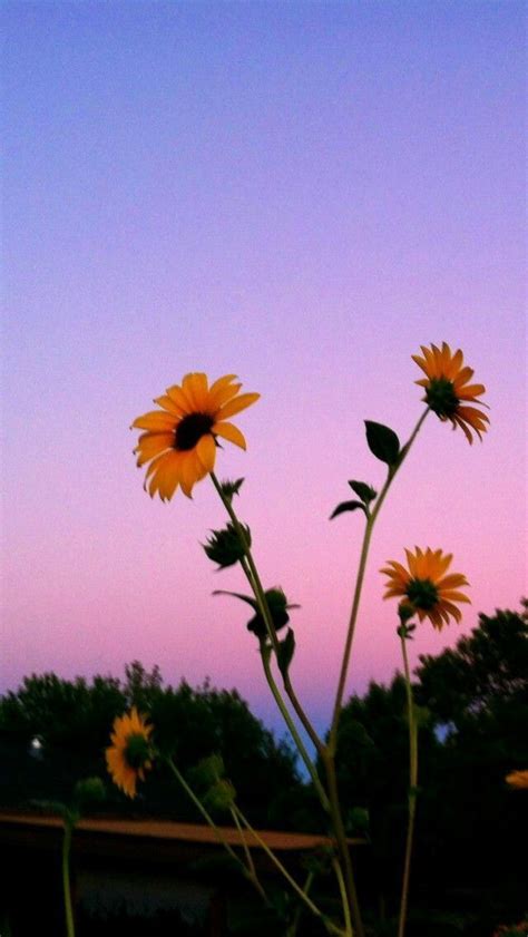 Free desktop wallpaper watercolor floral desktop 150207 hd. sunflower with sunsets | Aesthetic backgrounds, Sunflower ...