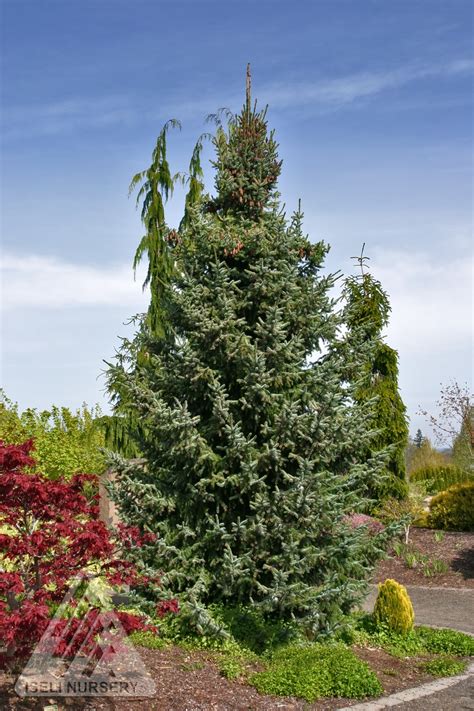 Choose an option 15 gallon. Bruns Serbian Spruce - Glover Nursery