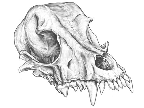 Amazing Dog Skull Drawing By Rodríguez Ars On Dribbble